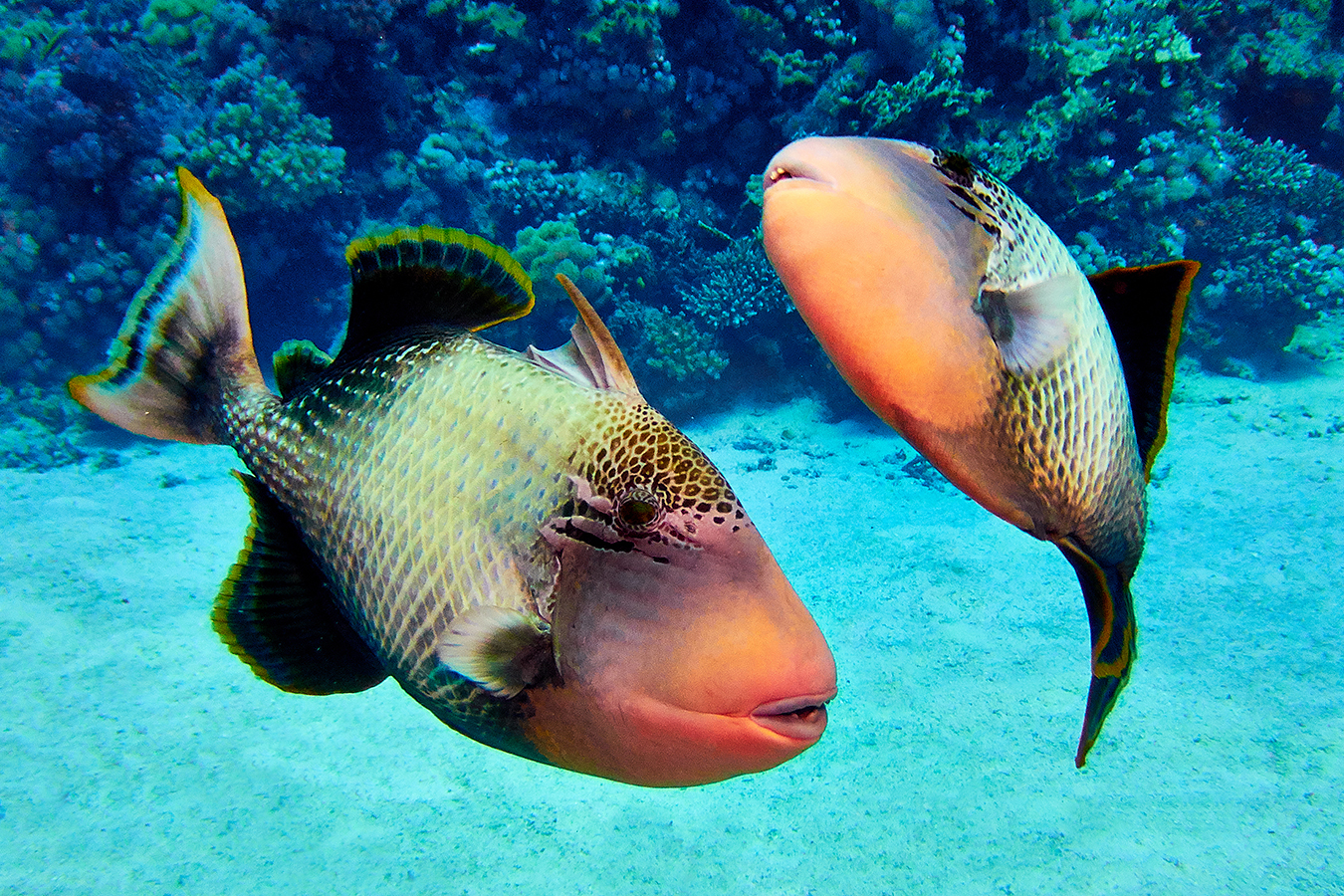Drückerfisch_Triggerfish_Martin_Opladen_Bern_Unterwasserfotografie_Ägypten_Rotes_Meer_Marsa_Alam_19-10-18_098